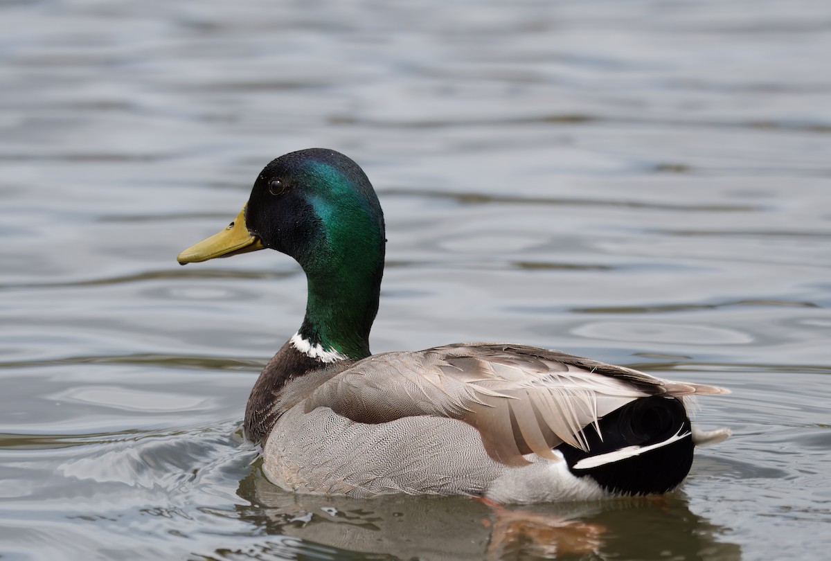 Mallard - ML619647140