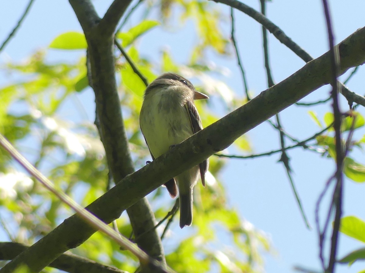 Yellow-bellied Flycatcher - Jim Guion