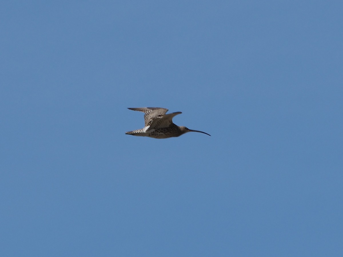 Eurasian Curlew - Richard Kaskan