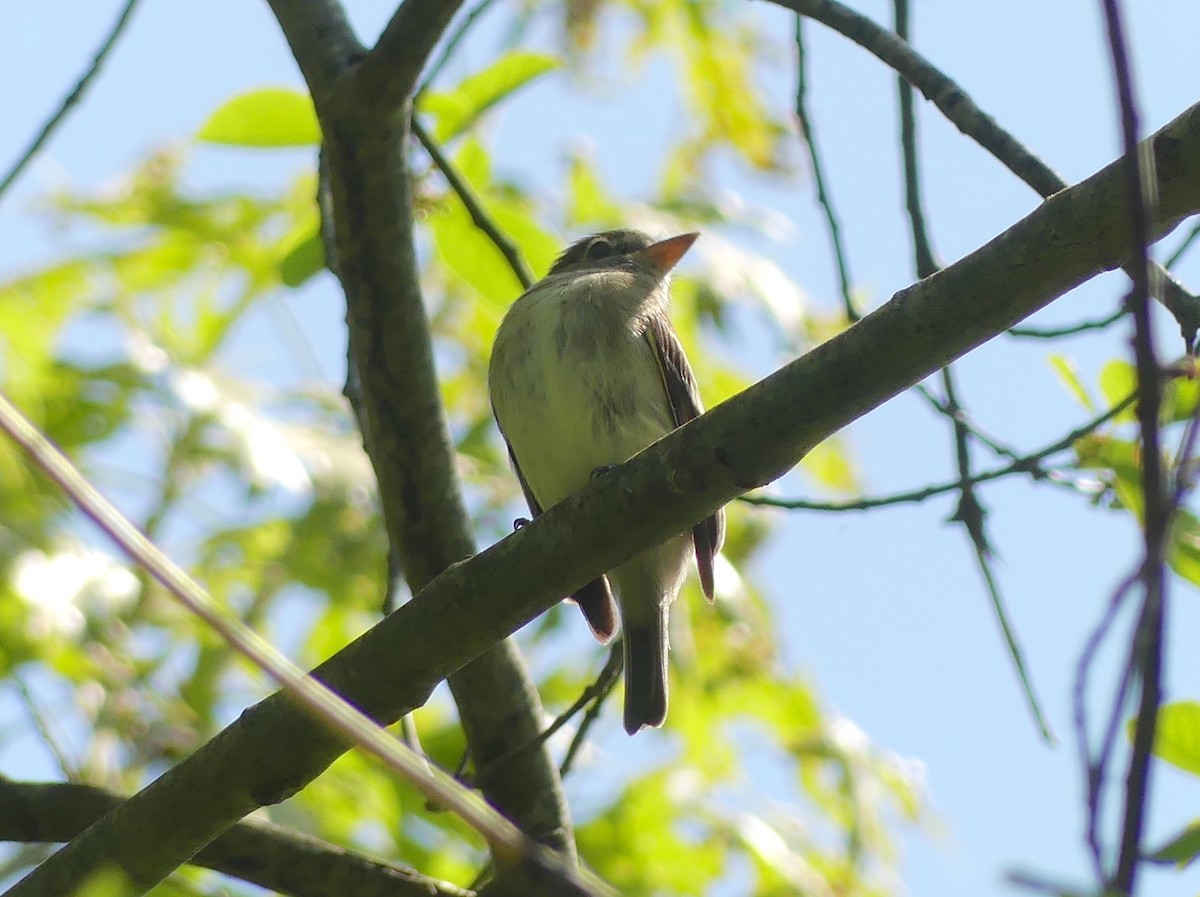 Yellow-bellied Flycatcher - Jim Guion