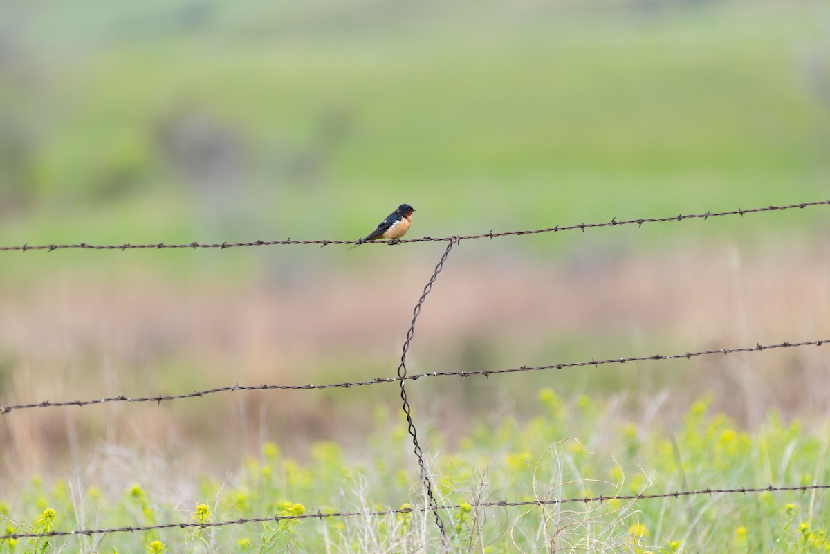 Barn Swallow - Tammy Mosbrucker