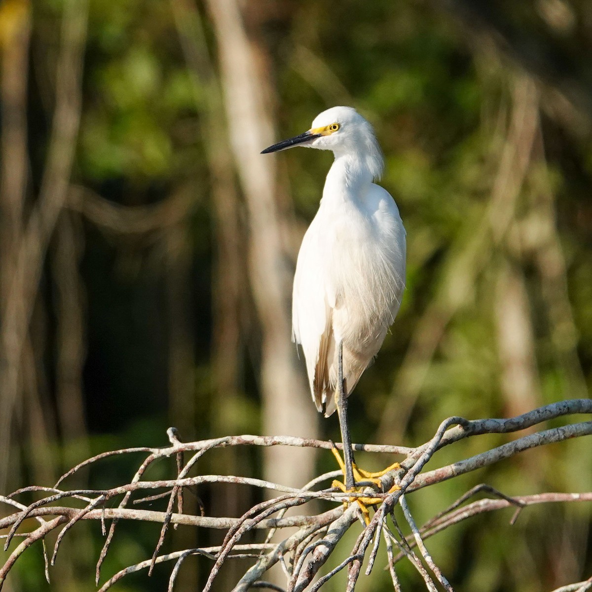 Snowy Egret - ML619647156