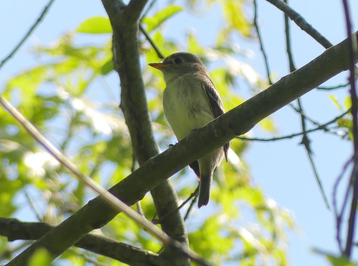 Yellow-bellied Flycatcher - Jim Guion