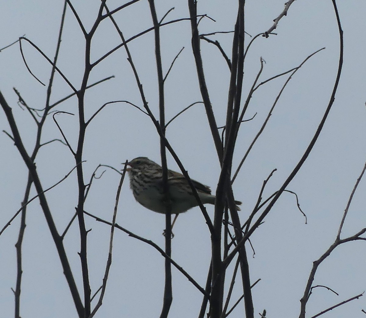 Savannah Sparrow - claudine lafrance cohl