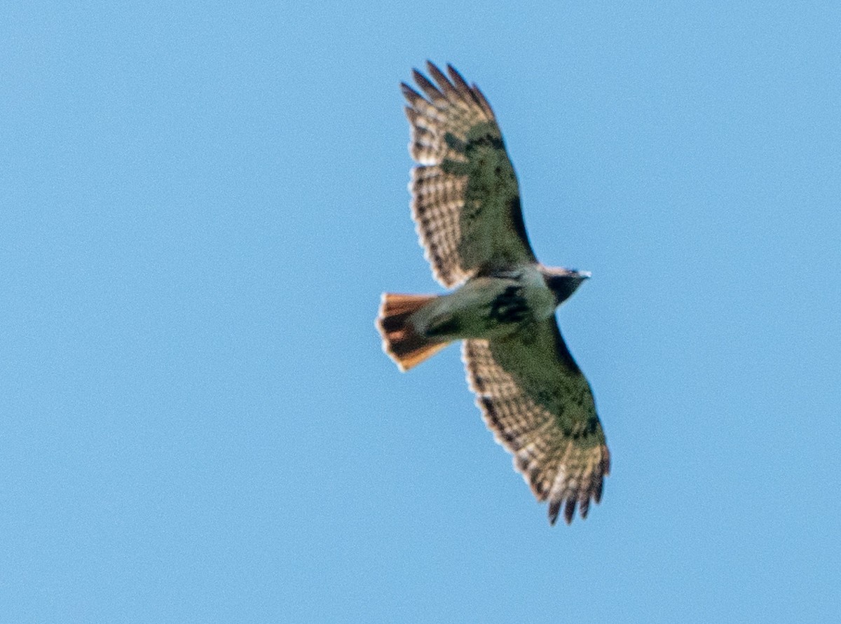 Red-tailed Hawk - ML619647162