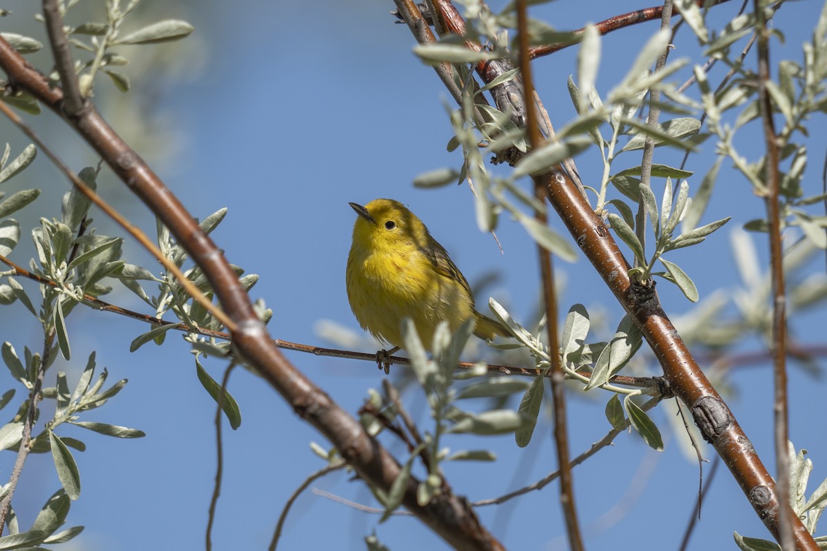 Yellow Warbler - Anonymous