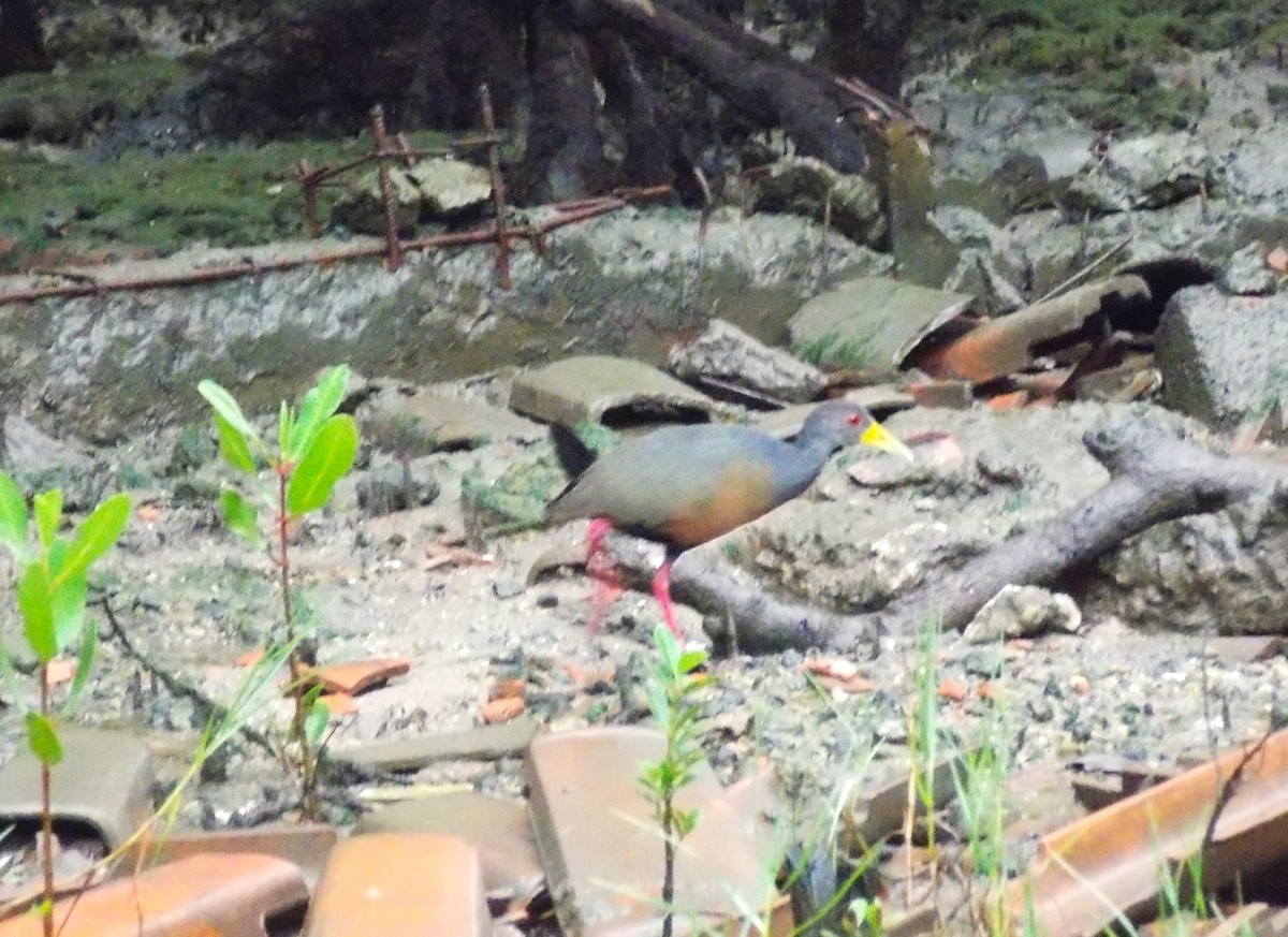 Gray-cowled Wood-Rail - Nilson Cazorino