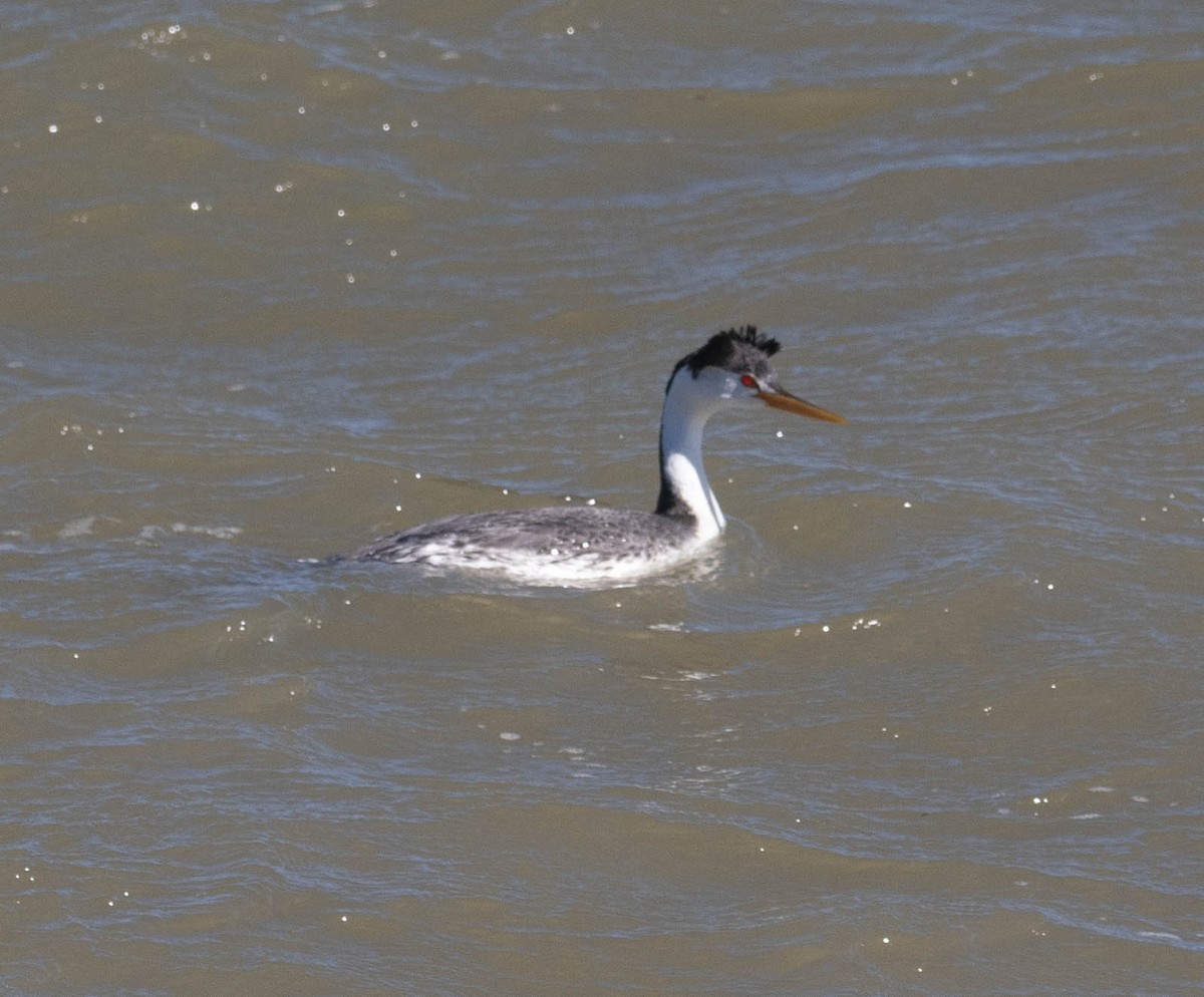 Clark's Grebe - ML619647168