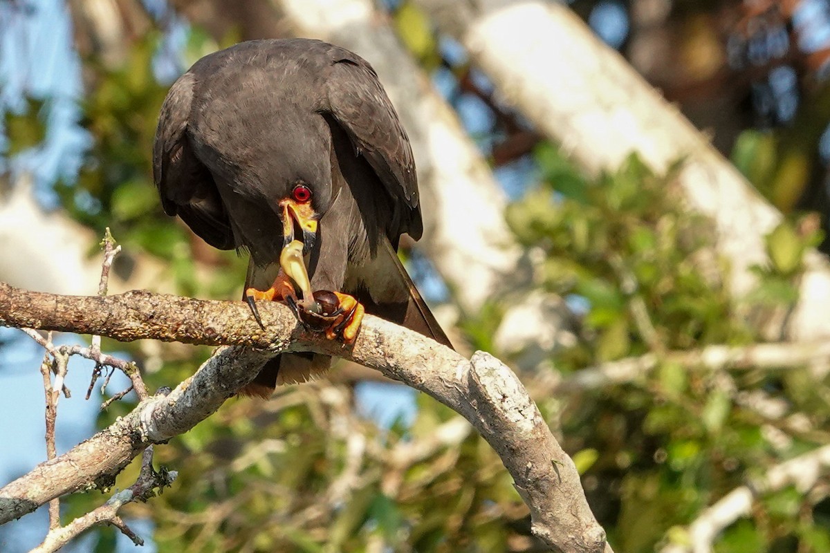 Snail Kite - Celesta von Chamier