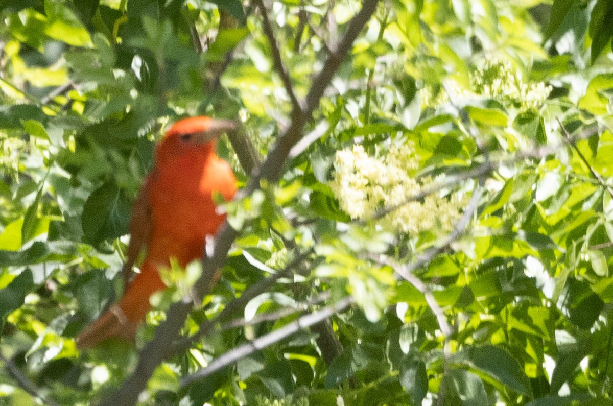 Summer Tanager - Allan Spradling