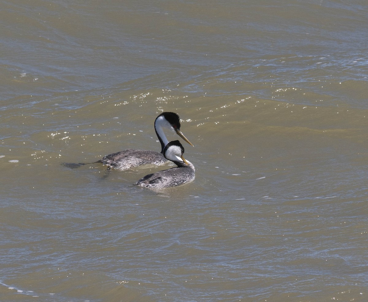 Western Grebe - Bob Foehring