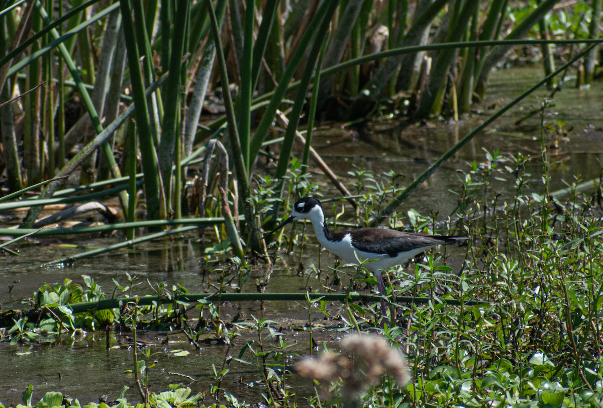 Black-necked Stilt - Neil D