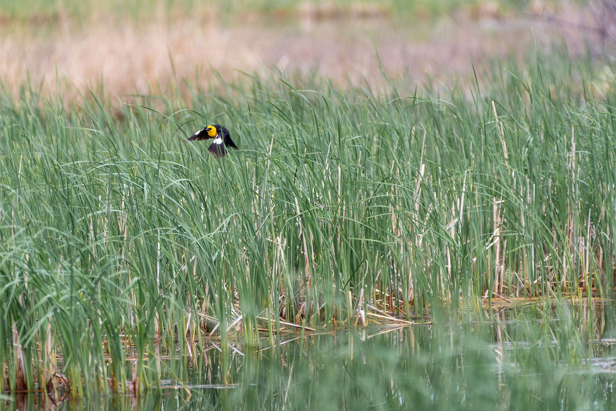 Yellow-headed Blackbird - Tammy Mosbrucker