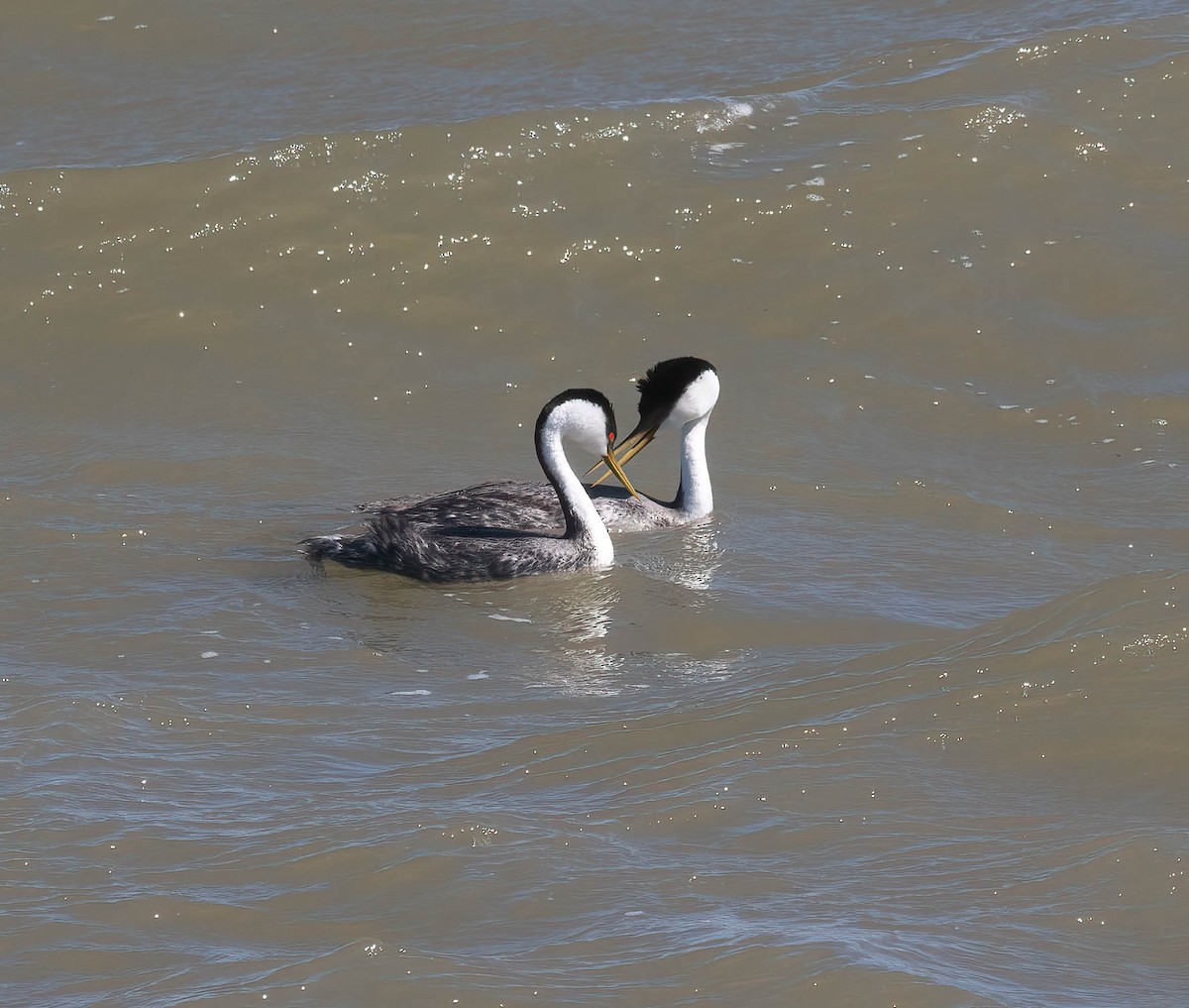 Western Grebe - Bob Foehring