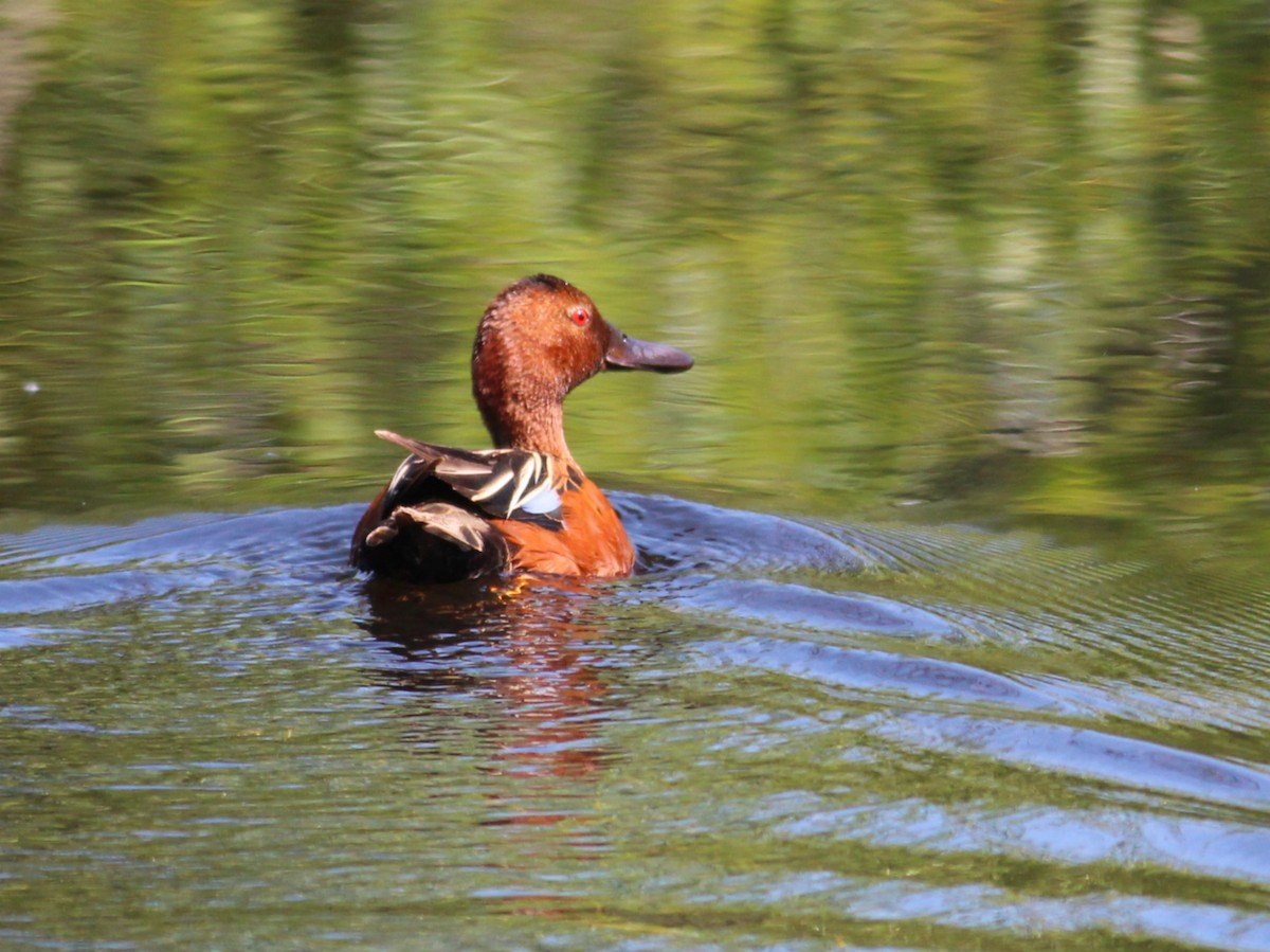 Cinnamon Teal - ML619647179