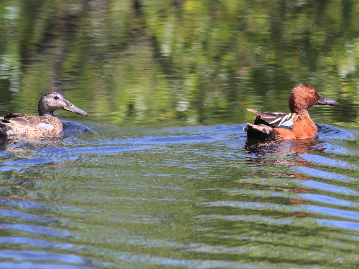 Cinnamon Teal - ML619647180