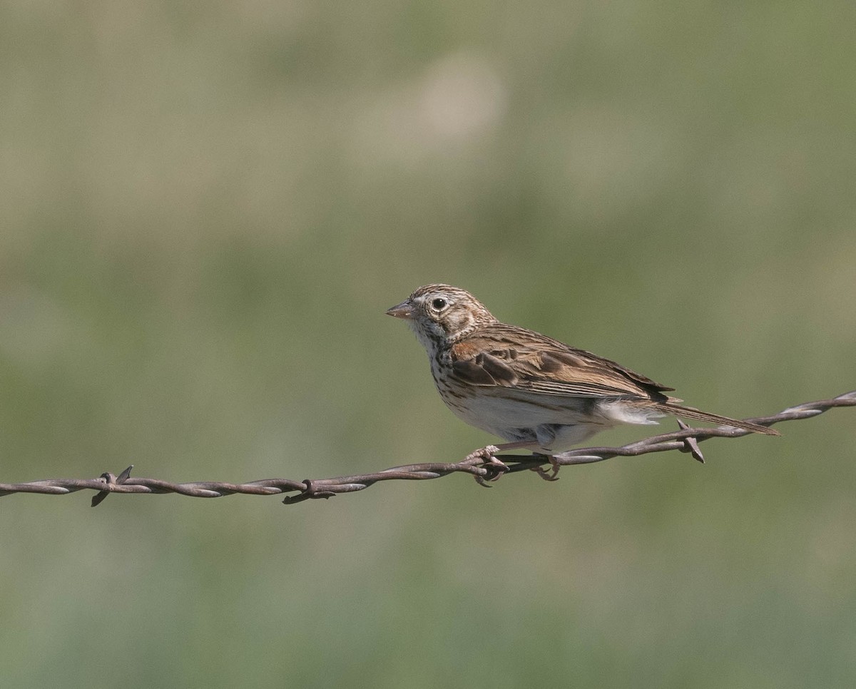 Vesper Sparrow - Bob Foehring