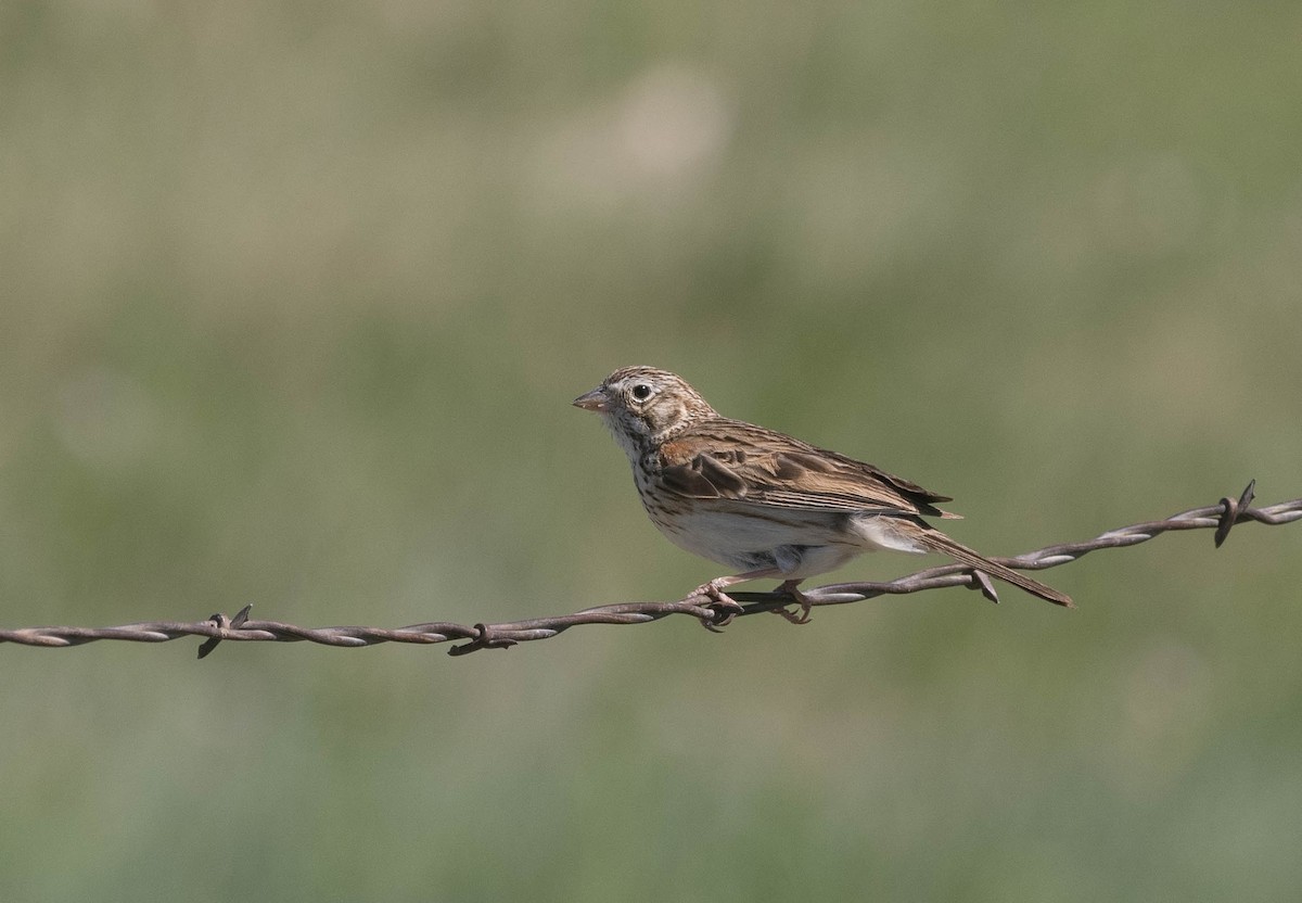 Vesper Sparrow - Bob Foehring