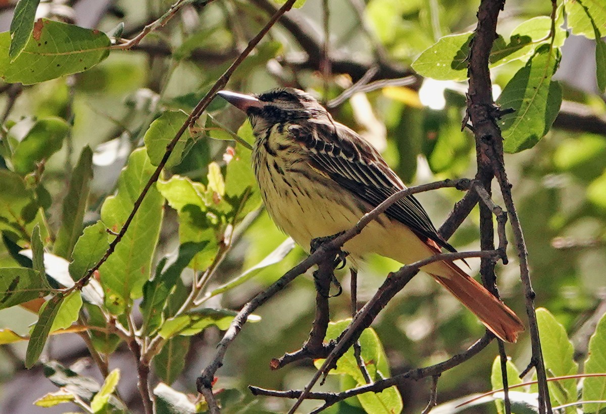 Sulphur-bellied Flycatcher - Diane Drobka