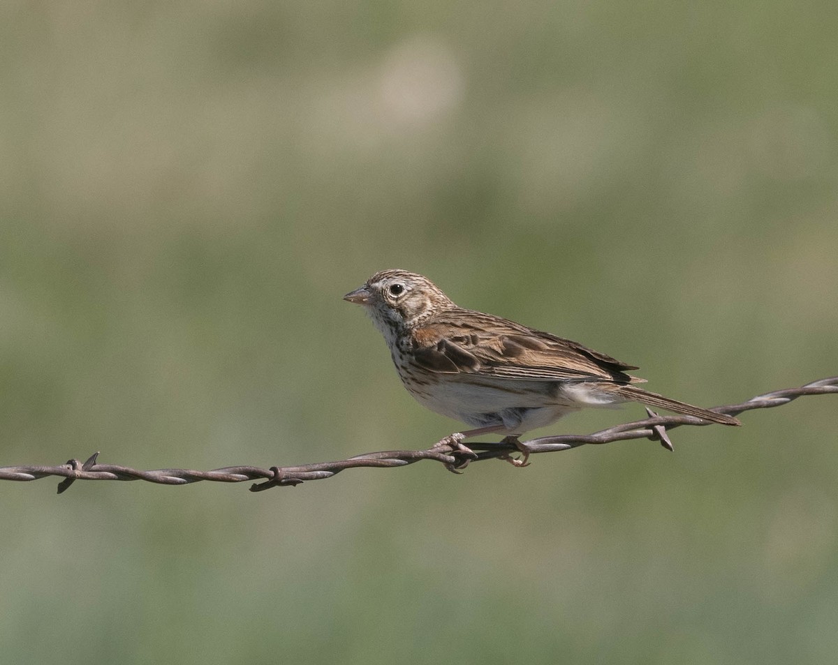 Vesper Sparrow - Bob Foehring