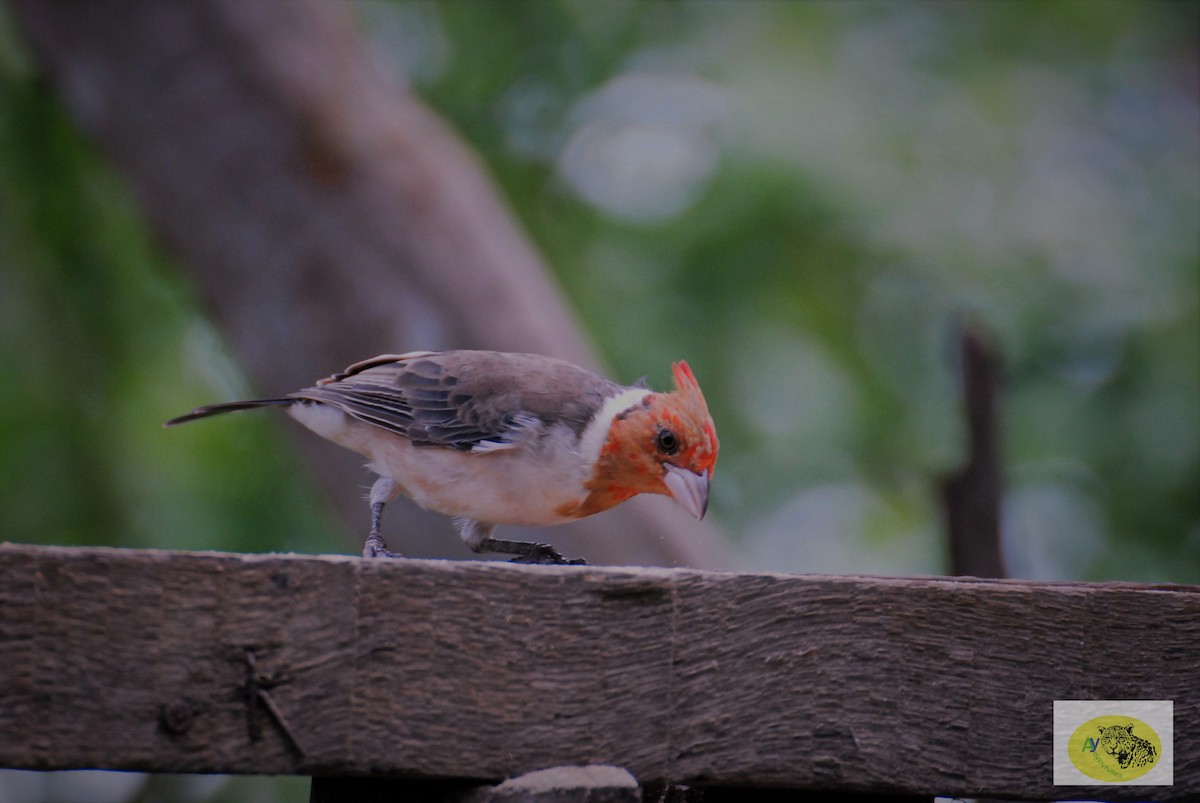 Red-crested Cardinal - Aynore Soares Caldas
