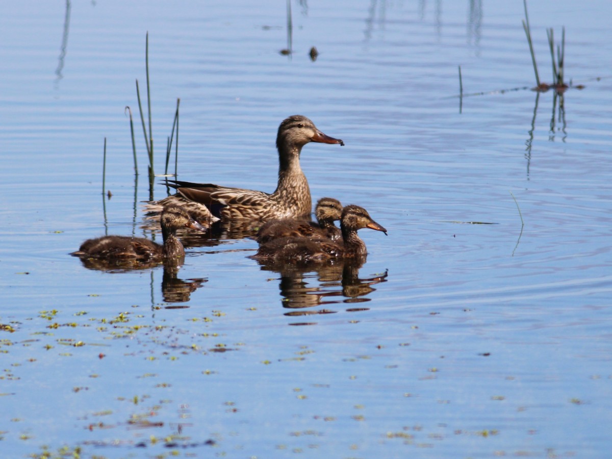 Mallard - Kyle Eckland