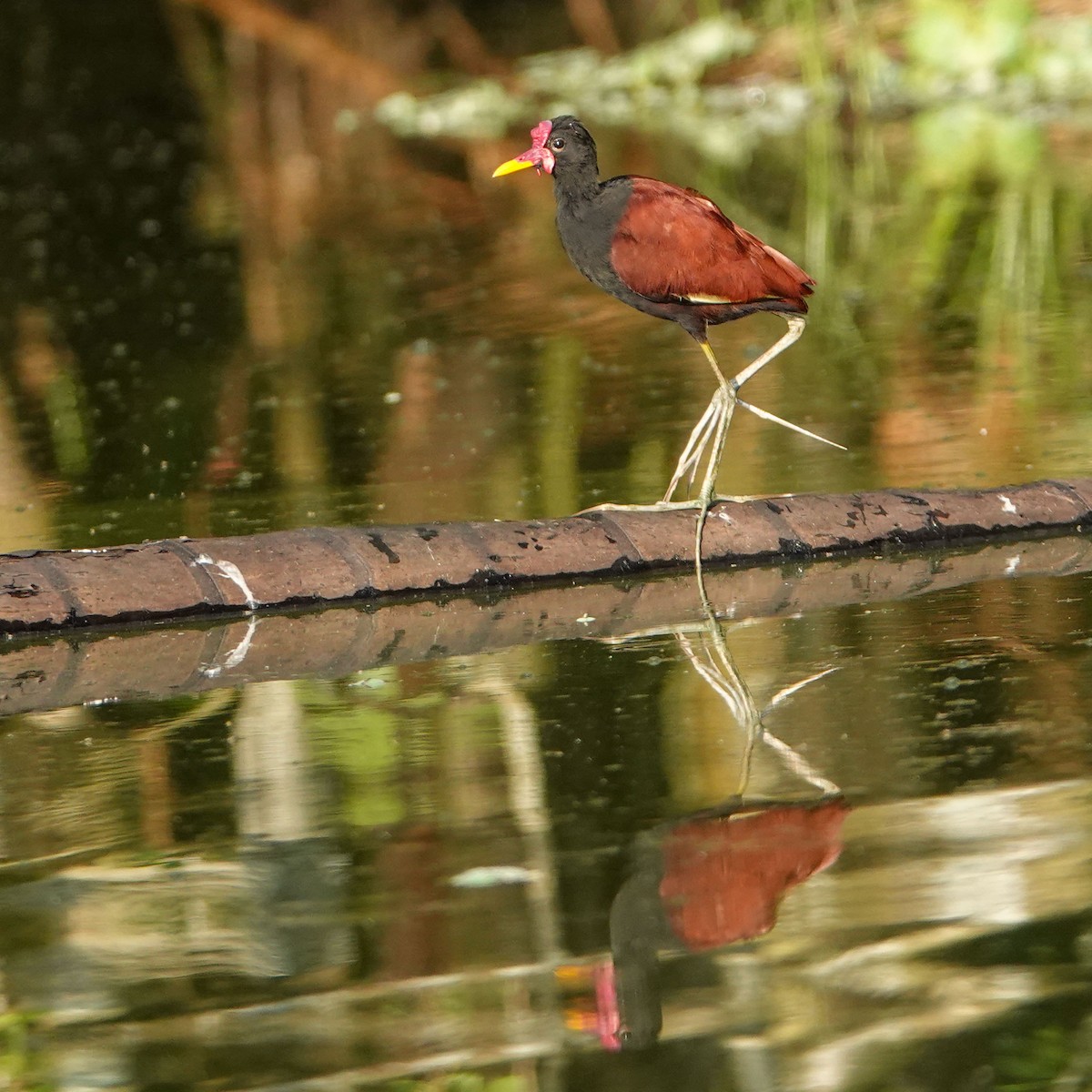 Wattled Jacana - Celesta von Chamier