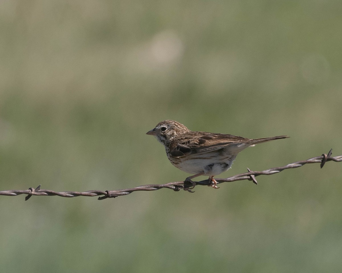 Vesper Sparrow - Bob Foehring