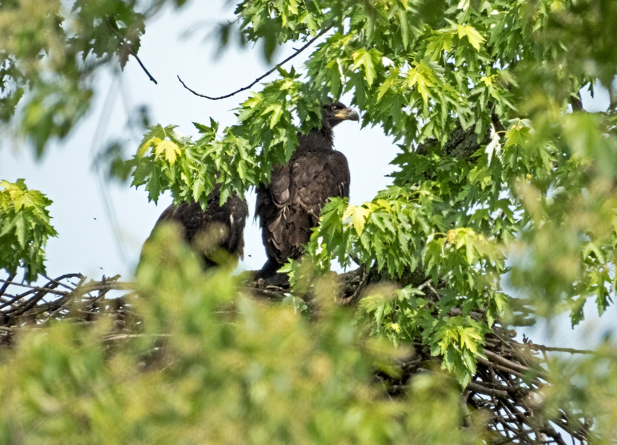 Bald Eagle - James R. Hill, III