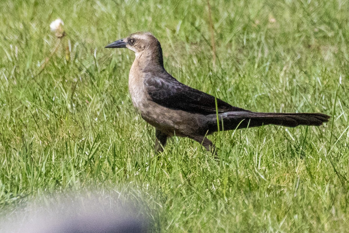 Great-tailed Grackle - Sue Wright