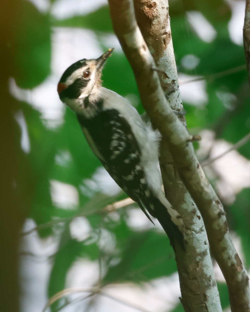Downy Woodpecker - Letha Slagle