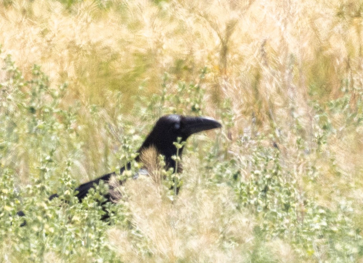 Corvus sp. (raven sp.) - ML619647201