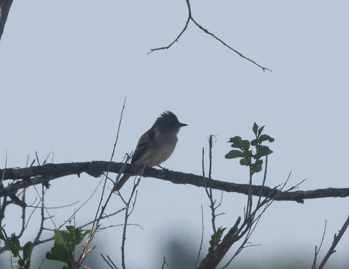 Gray Flycatcher - Bob Foehring