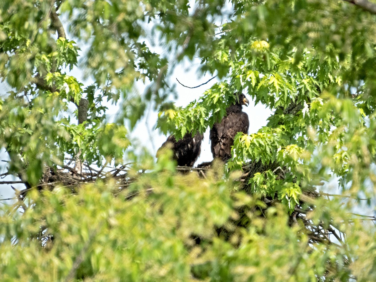 Bald Eagle - James R. Hill, III