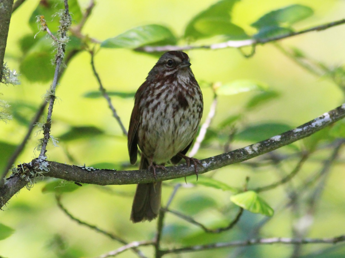 Song Sparrow - Kyle Eckland