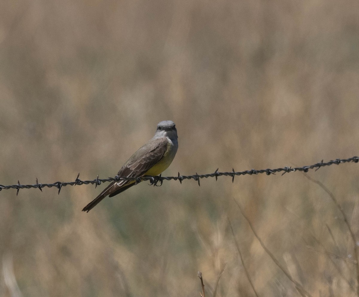 Western Kingbird - Bob Foehring