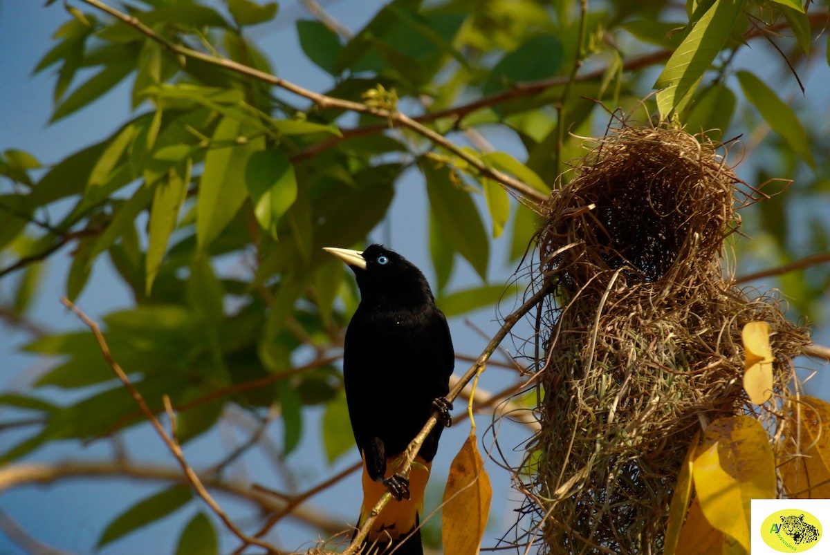 Yellow-rumped Cacique - ML619647230