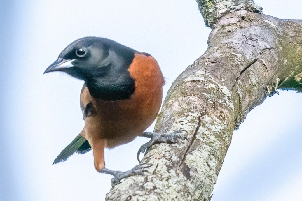 Orchard Oriole - James Hoagland