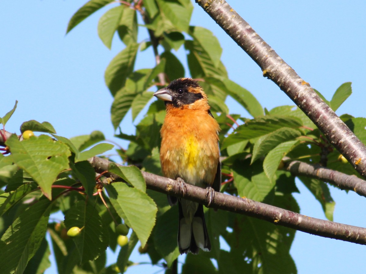 Black-headed Grosbeak - ML619647235