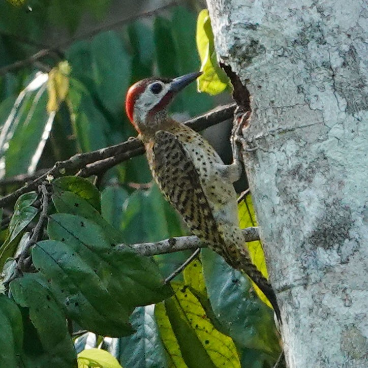 Spot-breasted Woodpecker - Celesta von Chamier