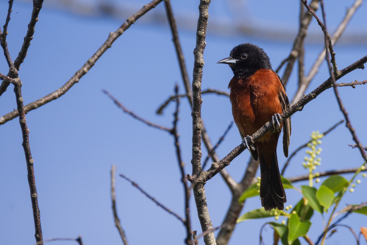 Orchard Oriole - Harris Stein