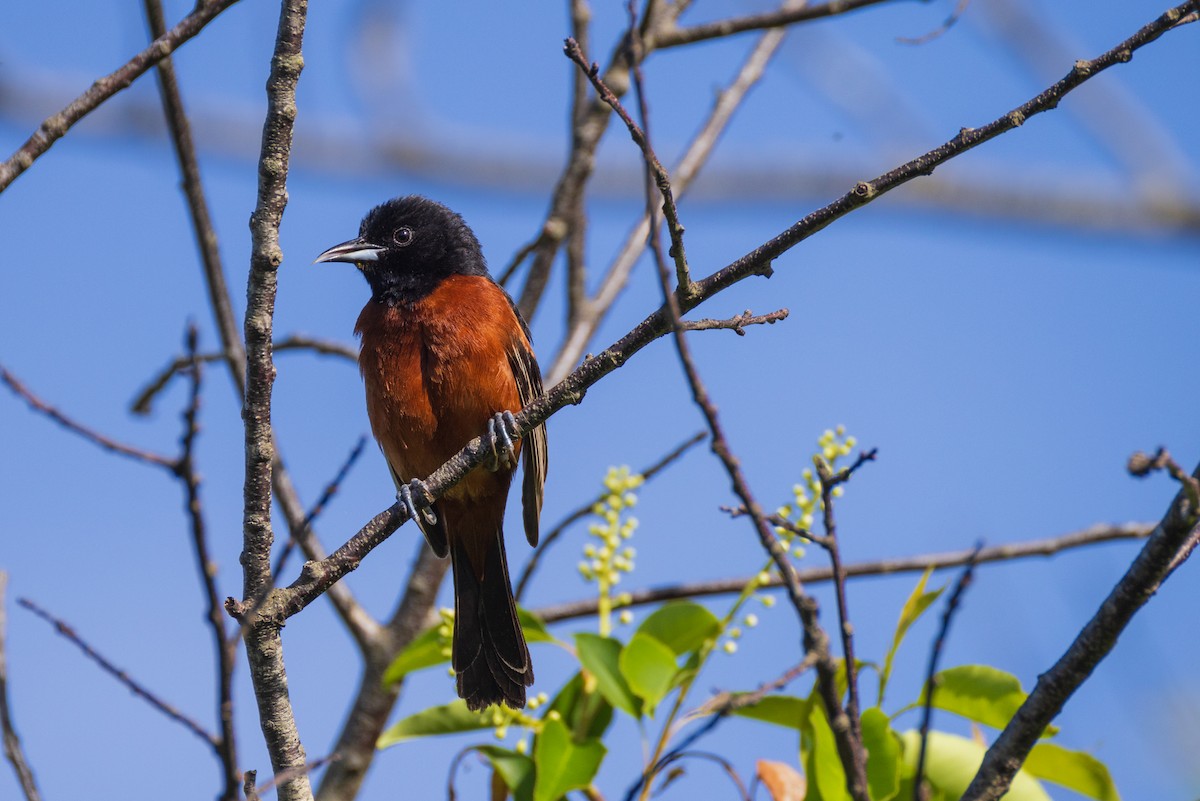 Orchard Oriole - Harris Stein