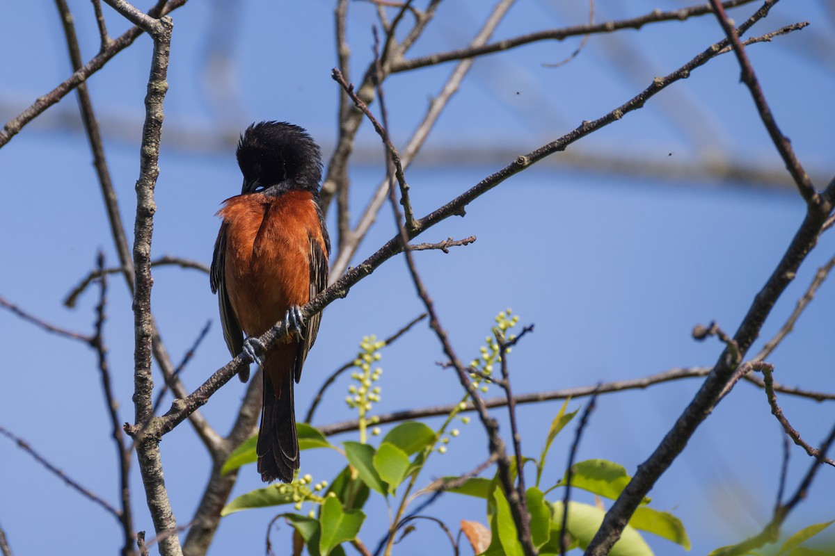 Orchard Oriole - Harris Stein