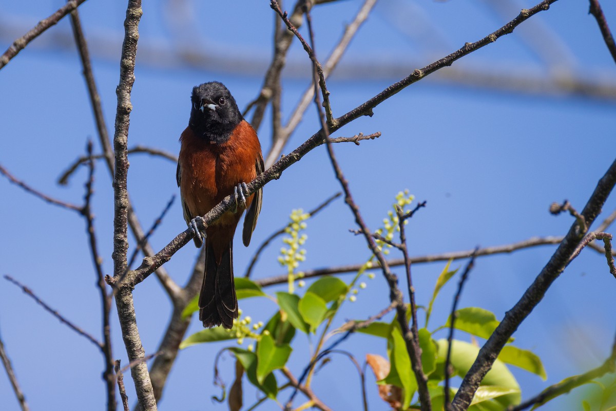 Orchard Oriole - Harris Stein