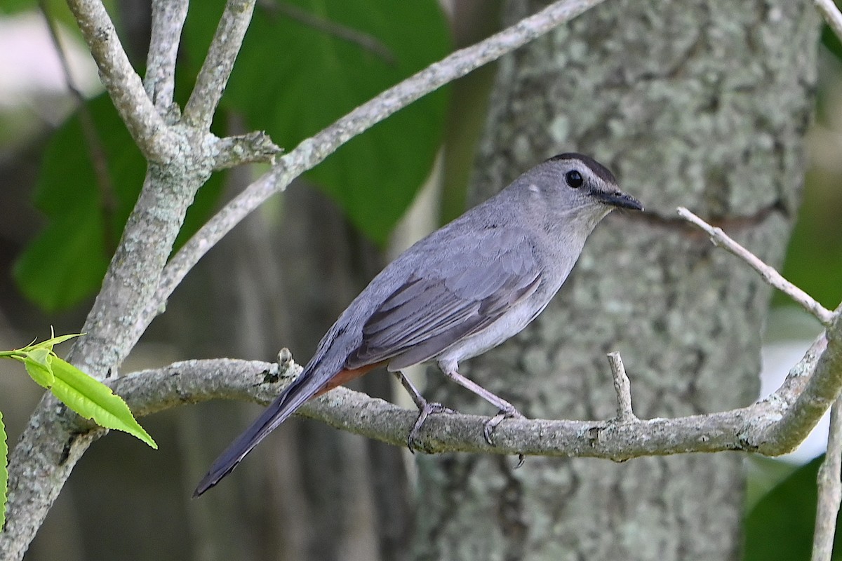 Gray Catbird - ML619647267