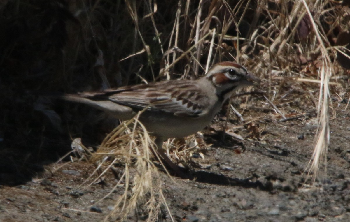 Lark Sparrow - Robbie & Bob Revel