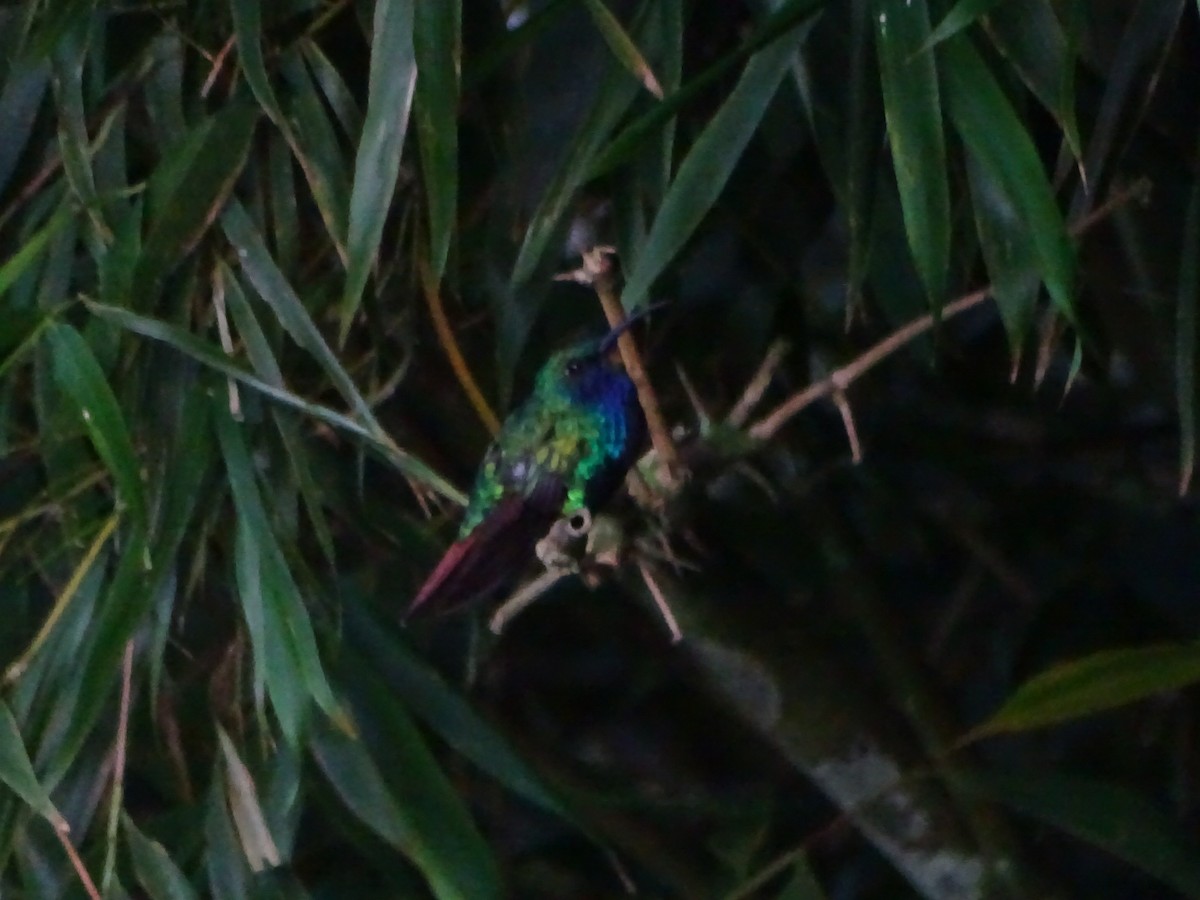 kolibřík azurovoprsý - ML619647288