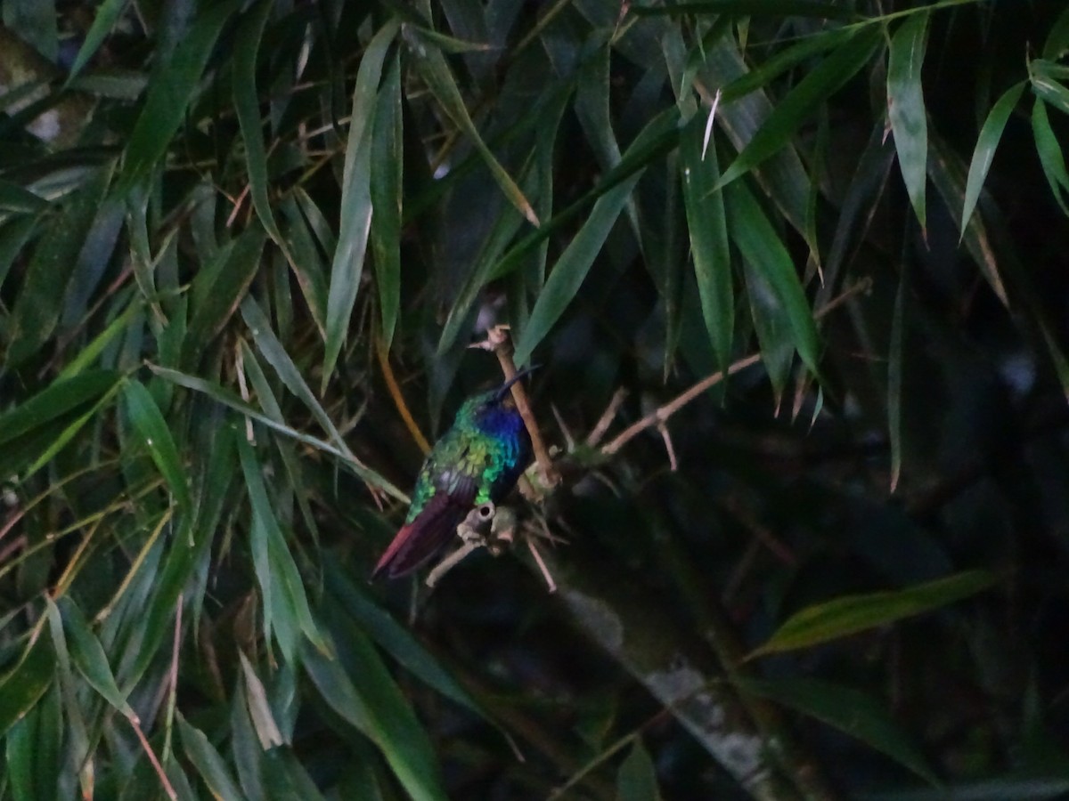 kolibřík azurovoprsý - ML619647289