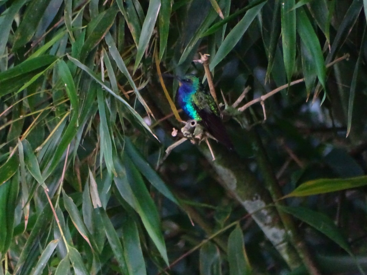 kolibřík azurovoprsý - ML619647290