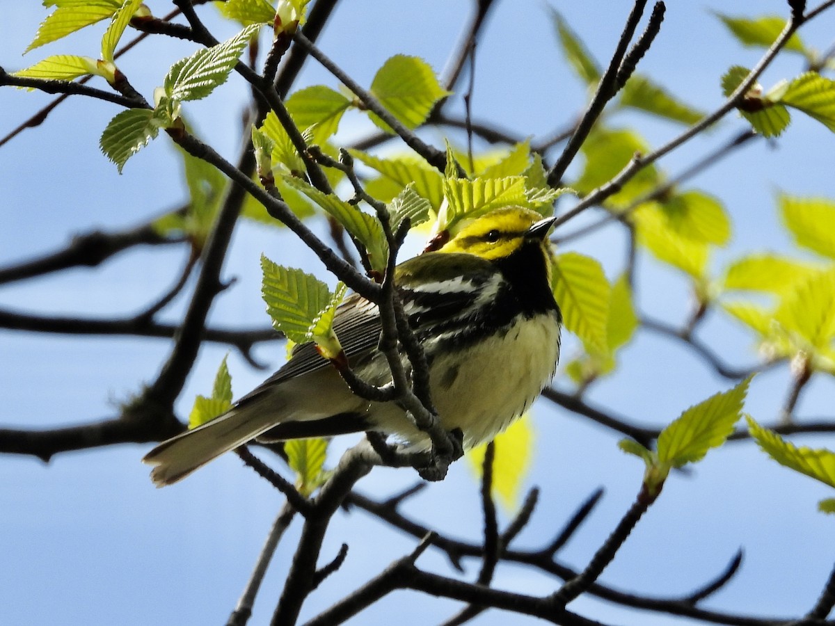 Black-throated Green Warbler - Linda Schwegman